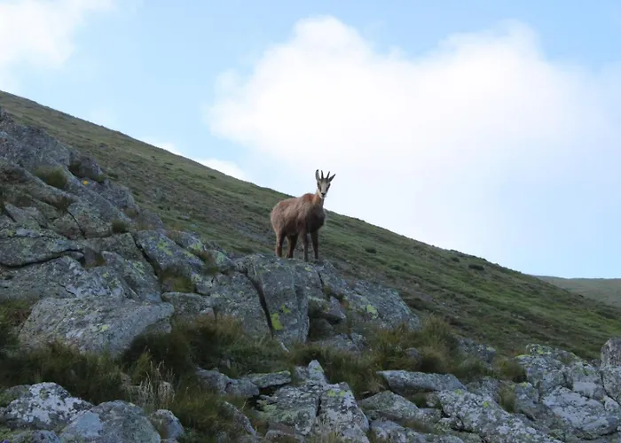 אתר נופש Osrodek Edukacji Lesnej Lesnik W Zakopanem זקופאנה